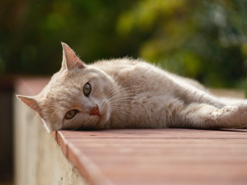 wann ist eine Katze nach einer Narkose wieder fit?